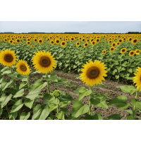 Как разные почвы реагируют на подсолнечник под Евролайтинг