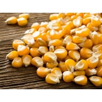 Как выбрать семена кукурузы для получения максимального урожая